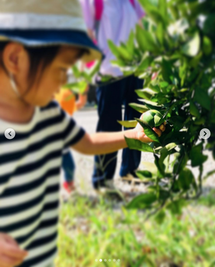 生駒市 保育園 いこいの家NRS 園内でみかんを取る様子 写真 (その1) 生駒市 保育園 いこいの家NRS 園内でみかんを取る様子 写真 (その1)