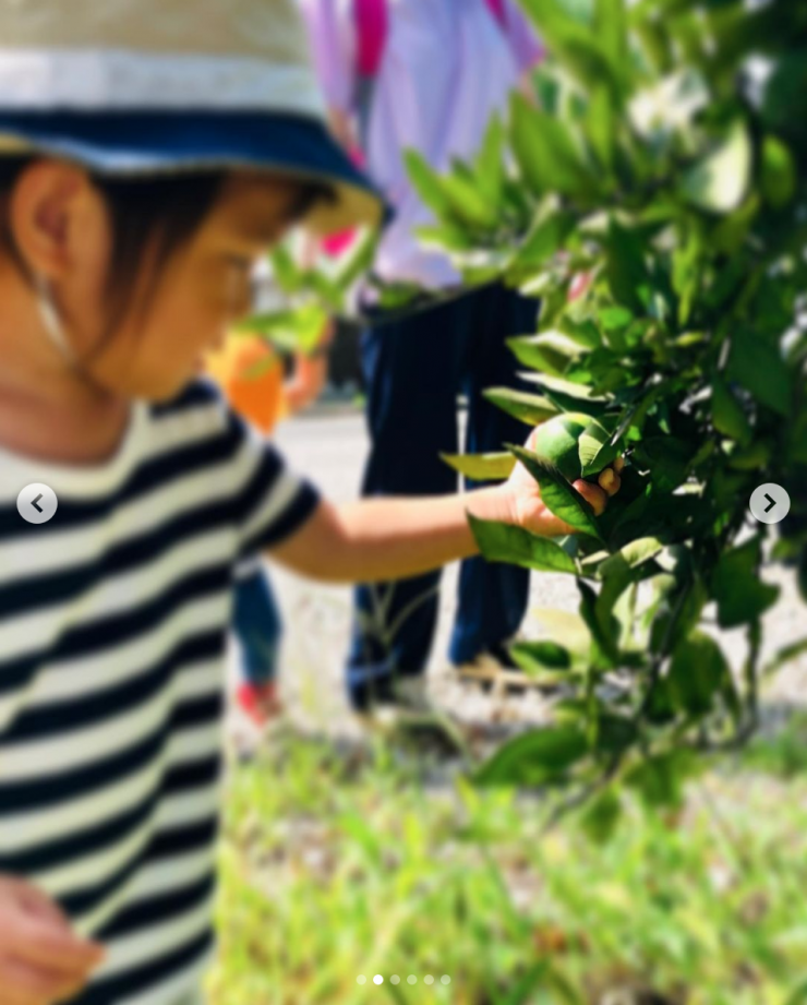 生駒市 保育園 いこいの家NRS 園内でみかんを取る様子 写真 (その1)